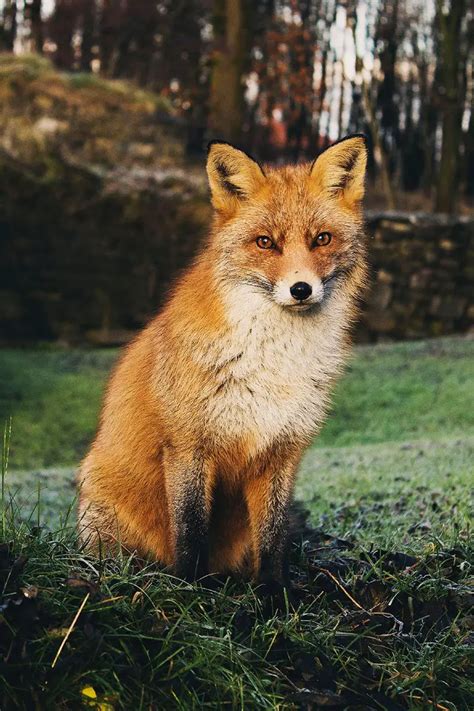 red fox  animal facts appearance diet habitat behavior