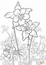 Columbine Coloring Flower Rocky Pages Mountain Drawing Flowers Printable Mountains Color Adult Tattoo Drawings Getdrawings Patterns Colouring Popular Recommended Illustration sketch template