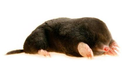 Whats A Safe And Humane Way To Rid My Yard Of Moles