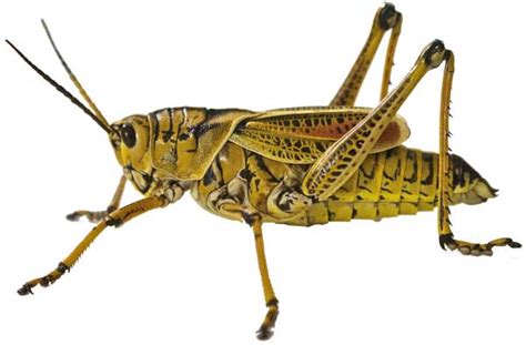 grasshopper facts diet habitat sciencefun