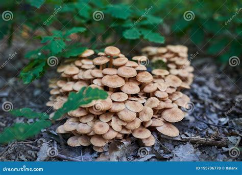 de ruwe eetbare paddestoelen van de plaatzwamhoning stock foto image