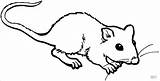 Rat Colorir Rato Ratte Desenhos Mole Ratto Maus Rata Tekenen Kleine Cheirando Suesse Fink Malvorlage Ratten Coloringbay Ratos Ausdrucken sketch template