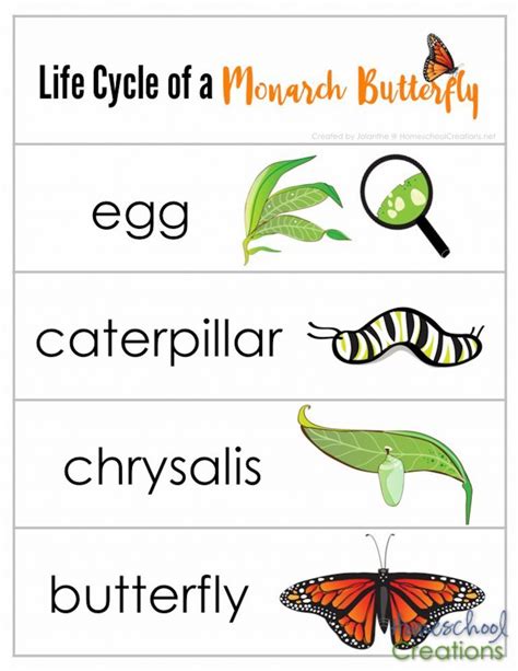 printable butterfly life cycle