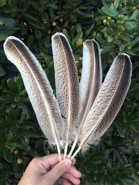 Hot 50pcs Lot 8 12inches 20 30cm Long Wild Turkey Feathers