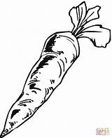 Carrot Drawing Coloring Pages Printable Outline Carrots Vegetables Kids Color Popular Getdrawings Online Coloringhome Ipad Compatible Tablets Android Version Click sketch template