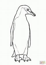 Chinstrap Adelie Supercoloring Penguins Designlooter sketch template