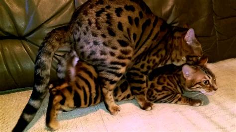 breeding bengals cats bengal cat cats breed strong scream