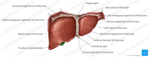 Diagram Pictures Anterior View Of The Liver Anatomy Kenhub