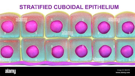 stratified cuboidal epithelium tissue