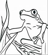 Frog Coloring Pages Realistic Getcolorings Printable sketch template