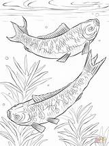 Koi Coloring Pages Carp Fish Fishes Realistic Japanese Drawing Printable Fighting Designlooter Drawings 62kb Popular sketch template