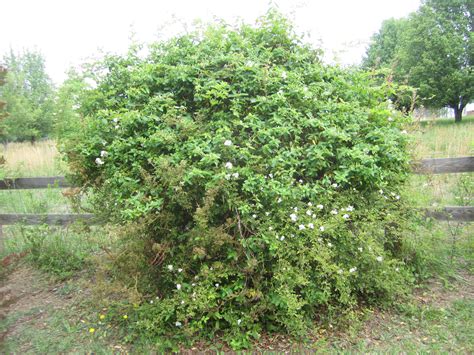 wild bushes google search bushes shrubs  plants pinterest