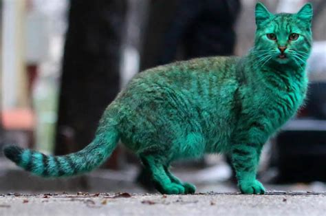 varna cat goes green and it s not what you might fear