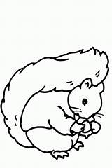 Eekhoorn Dieren Kleurplaat Animaatjes sketch template