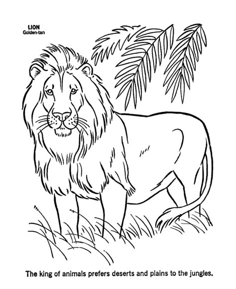 printable lion coloring pages  kids