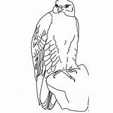 Falcon Coloring Pages Bird Wild Hawk Doberman Kids Colouring Printable Getdrawings Drawing Kindergarten Enjoyable Homework Includes Section Crafts sketch template