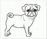 Pug Coloring Pages Pugs Puppy Baby Dog Print Tail Printable Cute Dogs Library Clipart Collection Sketch Divyajanani Popular sketch template