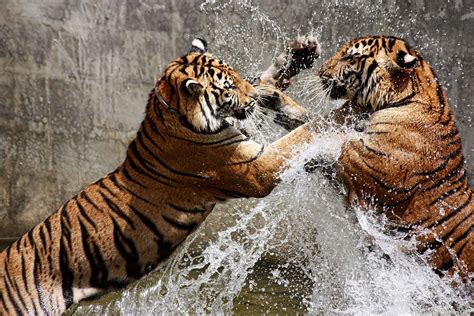 fighting tigers wall mural wildlife fierce animals tiger etsy uk