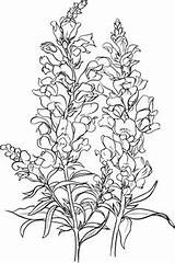 Snapdragon Antirrhinum Delphinium Pages Majus Supercoloring Leone Bocca Designlooter Inheritance Fiore Disegno Lupine sketch template