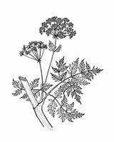 Coloring Hemlock Wicked Book Poison Fullsize Plants Cribbs sketch template