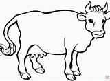 Cattle Longhorn Clipartmag Drawings sketch template