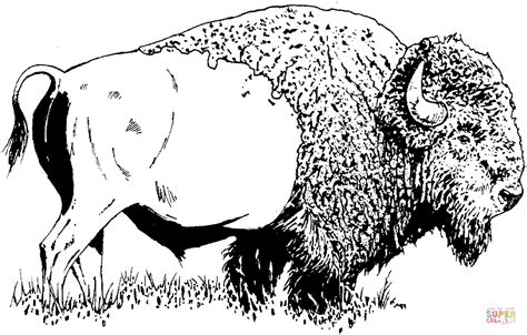 bison american buffalo coloring page  printable coloring pages
