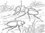 Coloring Pages Stag Beetles Printable sketch template