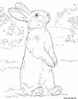 Lapin Realiste Hase Stehender Ausmalbilder Hasen Hind Hinterbeinen Supercoloring Rabbits Colouring Osterhase Pobarvanke Malvorlagen Bunnies sketch template