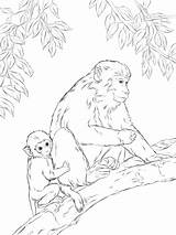 Coloring Macaque Pages Rhesus Baby Mother Cute Japanese Monkey Printable Drawing Supercoloring Designlooter Click 03kb 480px Categories sketch template
