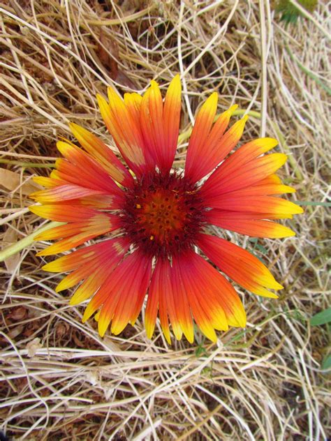 wildflower  wilbur hot springs nature preserve  northern california