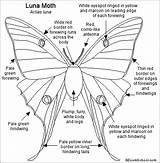 Moth Luna Lunar Coloring Butterfly Printouts Glass Printout Stained Kids Enchantedlearning Moon Activities Gif Label Wings Crafts Tattoo Green Actias sketch template