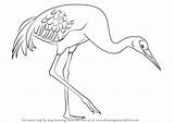 Crane Draw Sandhill Drawing Birds Step Bird Drawings Tutorials Learn Easy Drawingtutorials101 Sketches Clipart Animals Previous Next Choose Board sketch template