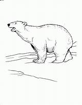Polar Bear Coloring Pages Arctic Printable Kids Animals Popular Tundra Bestcoloringpagesforkids sketch template