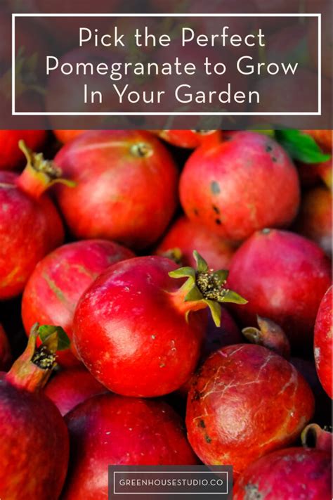 pomegranate varieties  grow   garden pots