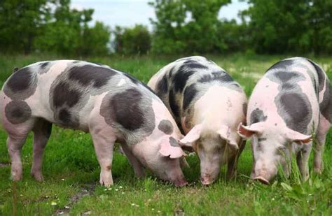 tasting pig breeds  meats  bacon farmingthingcom
