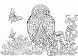 Kleuren Owl Boek Zeer Getrokken Volwassen Interessant Inktpatroon Inchiostro Modello Coloritura sketch template