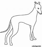 Chien Greyhound Coloriages sketch template