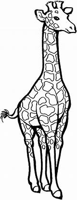 Giraffe Coloring Pages Clipart Tall Printable Clip Animals Drawing Giraffes Animal Baby Kids Cute Cliparts Cartoon Gif Color Adult Outline sketch template