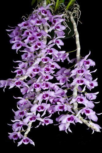 Orchid Species Dendrobium Anosmum 1 Healthy Plant Special