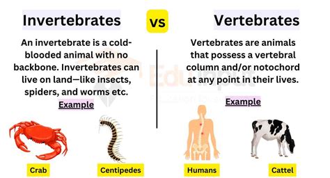 difference  invertebrates  vertebrates