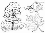 Coloring Maple Pages Trees Colorkid sketch template
