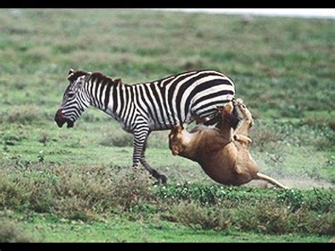 zebra  lion zebra survived youtube