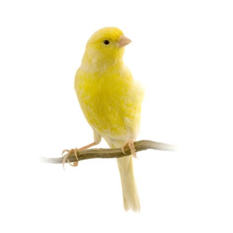 canary  bird  kings rich people miners poutedcom
