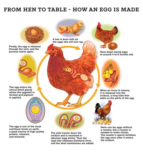 hen   egg blog