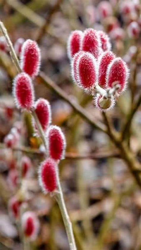 three 3 pussy willow pink variety plants cuttings mt etsy