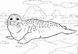 Coloring Pages Antarctica sketch template