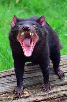 tasmanian devil teeth