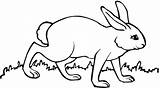 Hare Bunny Coloring Walks Pages sketch template