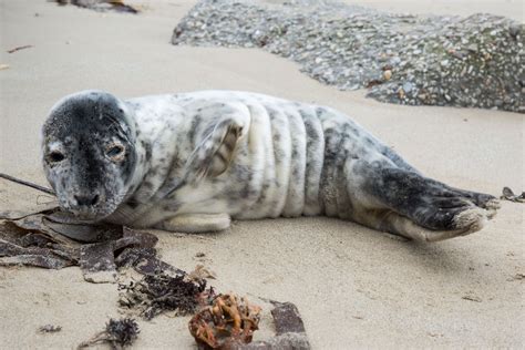 bebe phoque gris retrouve sur la plage de querqueville manche la presse de la manche