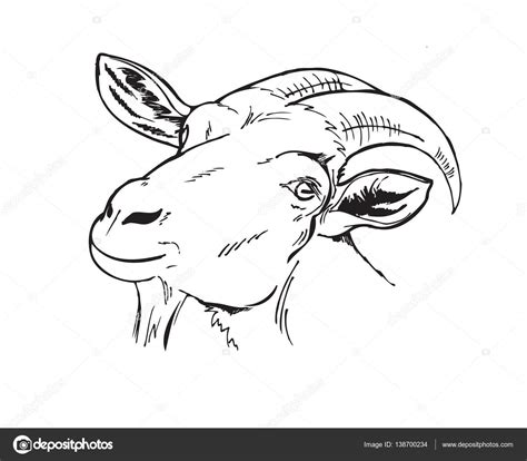 goat face drawing  getdrawings